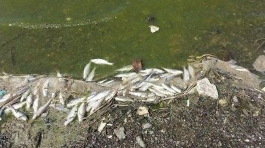 Balıklar Kıyıya Vurdu