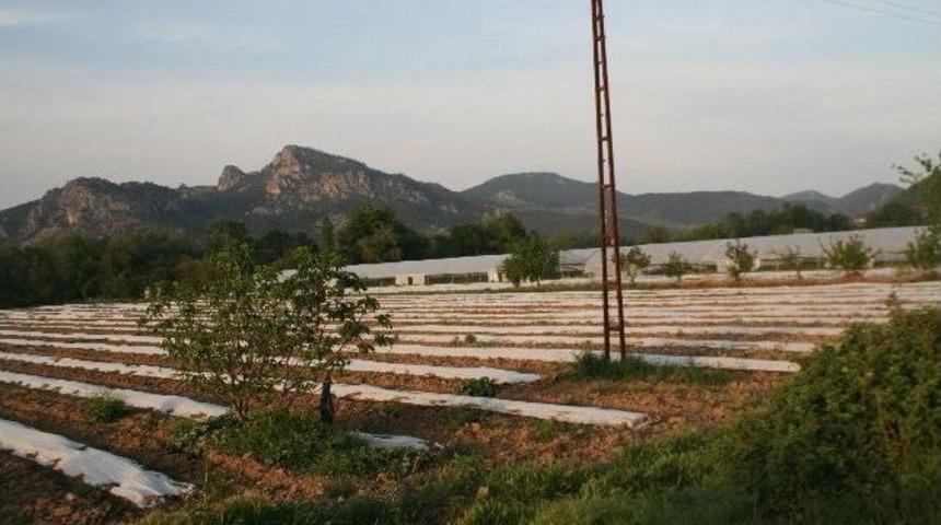 Osmaneli'de Karpuz Fideleri Toprakla Buluşuyor