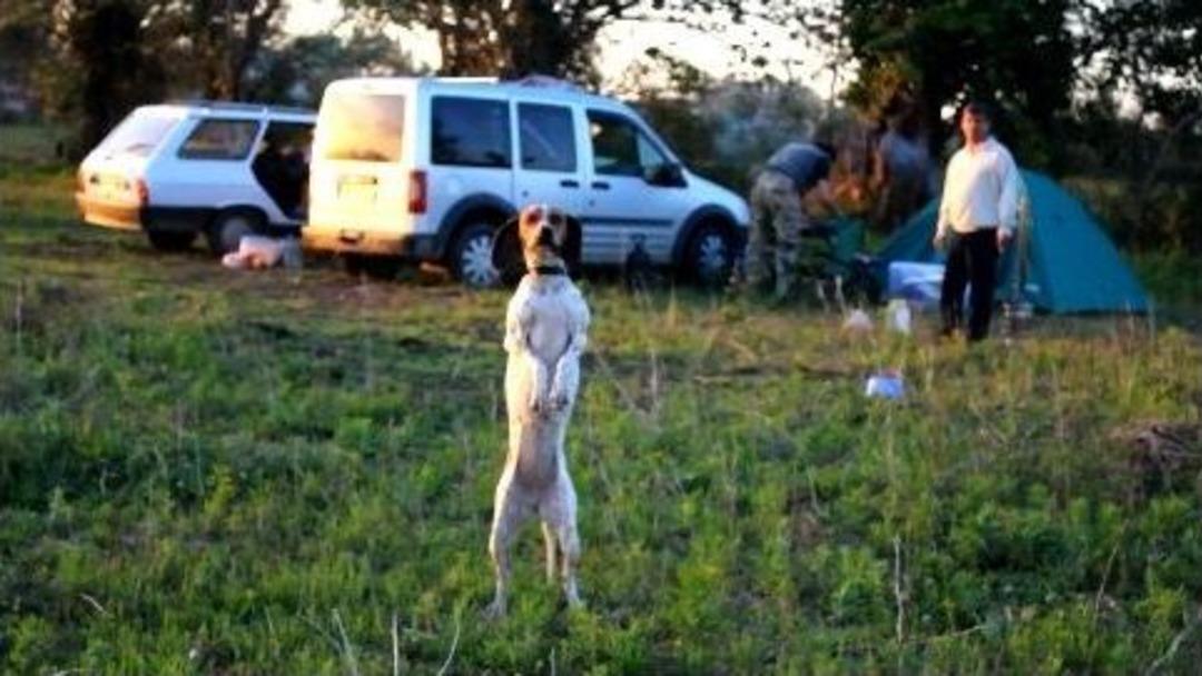 Av K&ouml;pekleri Mera Yarışması