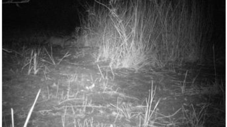 Su Samuru Ankara&rsquo;da Fotokapanlara Takıldı