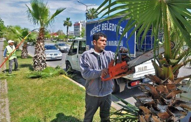 Kepez Yaza Hazırlanıyor 1