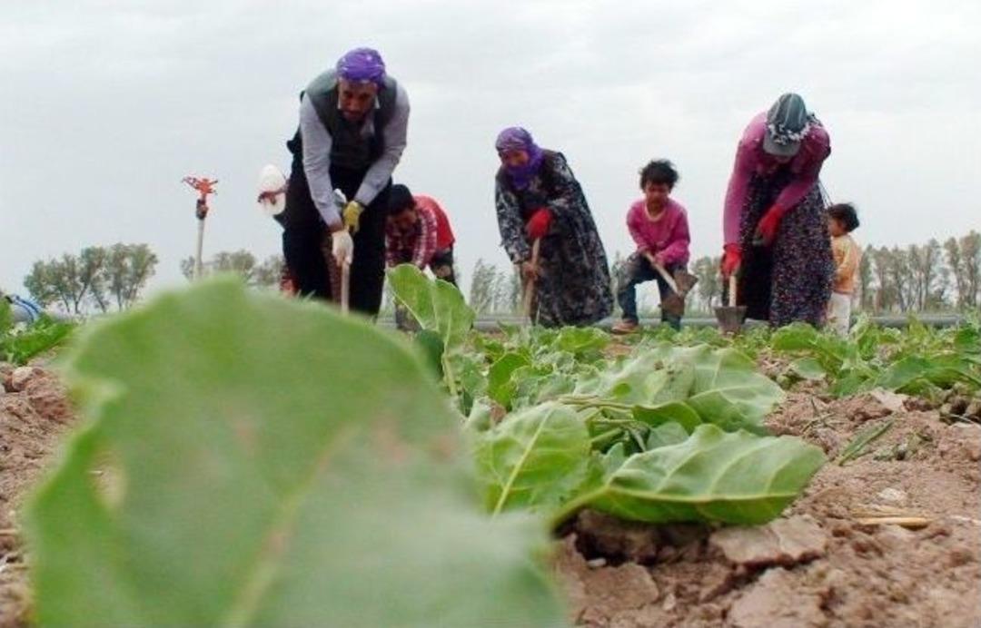 (&ouml;zel Haber) Şanlıurfalı Tarım İş&ccedil;ileri &Ccedil;oluk &Ccedil;ocuk Tarlalarda