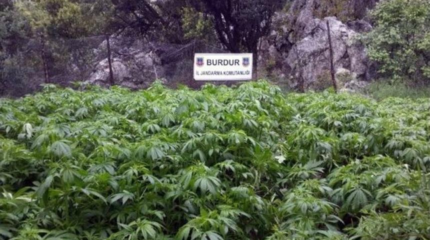 Burdur Jandarmadan Kenevir Operasyonu