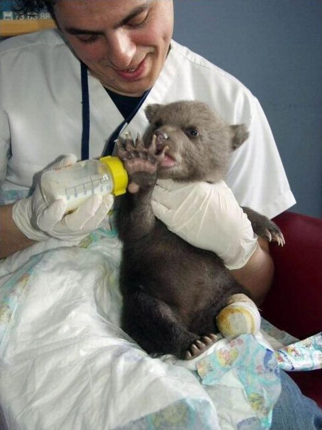 (&ouml;zel Haber) 'yavru Ayı Poyraz' Yaşadığı Dramı Doğal Ortamda Unuttu