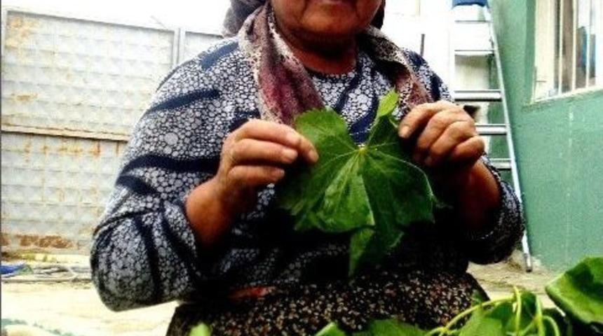 Sarıg&ouml;l&rsquo;de Salamura Yaprak Yapımı Başladı