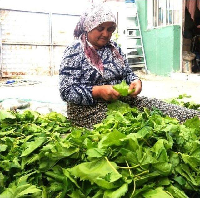 Sarıgöl’de Salamura Yaprak Yapımı Başladı