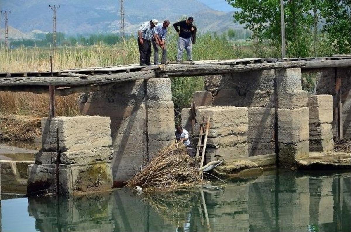 (&ouml;zel Haber) Pirincin Başkenti Osmancık'ta &Ccedil;eltik Ekimi Başladı