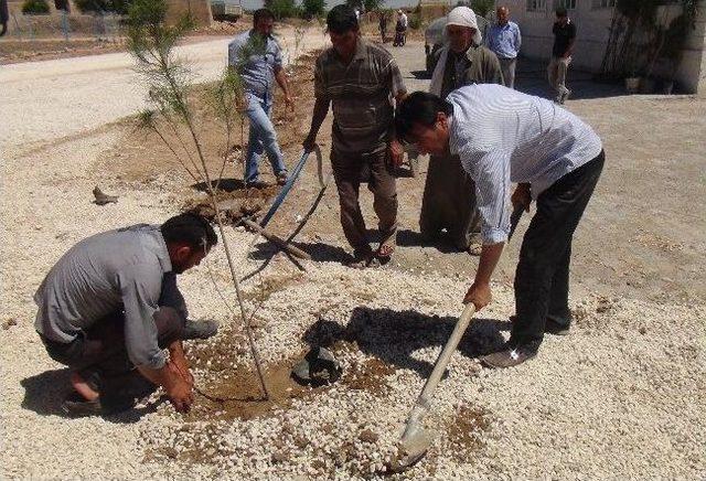 Muhtarlar Ve Stk Temsilcileri Bir Araya Gelerek Köylerde Fidan Dikti