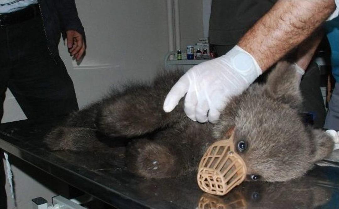 Yaralı Bulunan Yavru Ayı Tedavi Altına Alındı