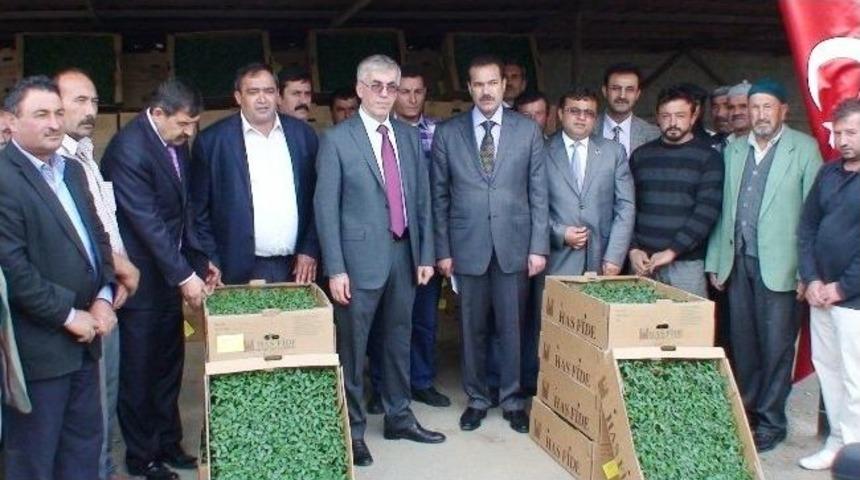 Aksaray'da 17 &Ccedil;ift&ccedil;iye 76 Bin 248 Domates Fidesi