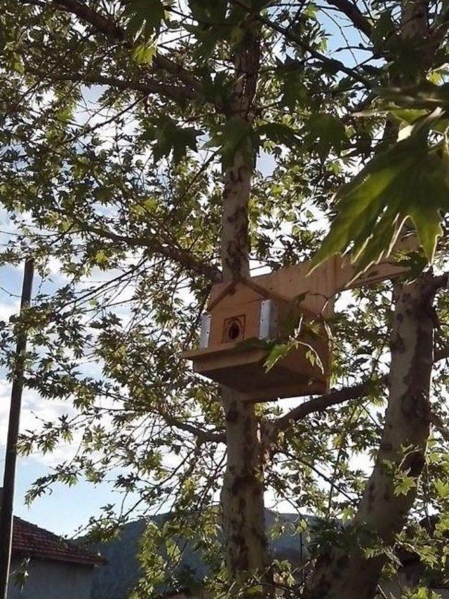 Eski Tabutlar Modern Kuş Yuvalarına Dönüştü 1