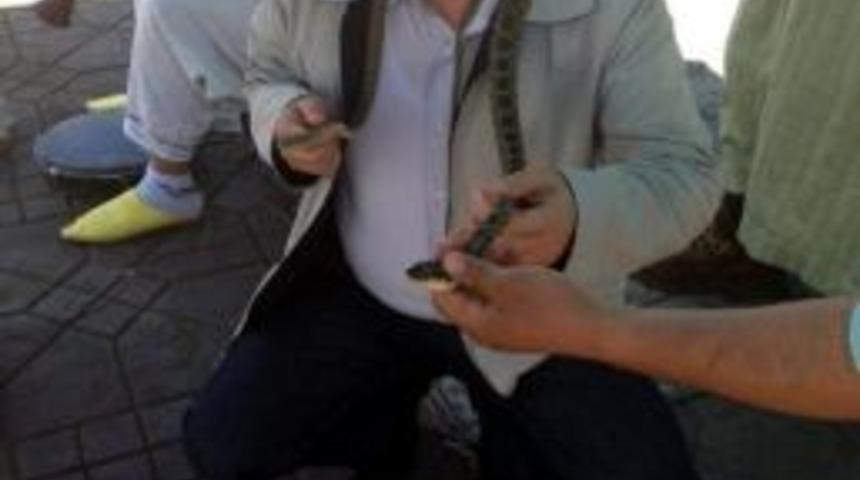 Rekt&ouml;r Yılanları Boynuna Doladı