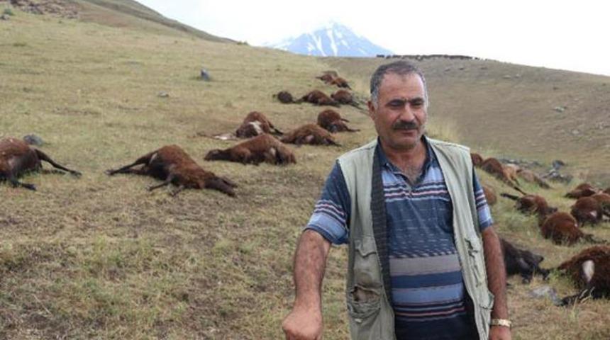 Iğdır’da 74 koyun yıldırım nedeniyle telef oldu