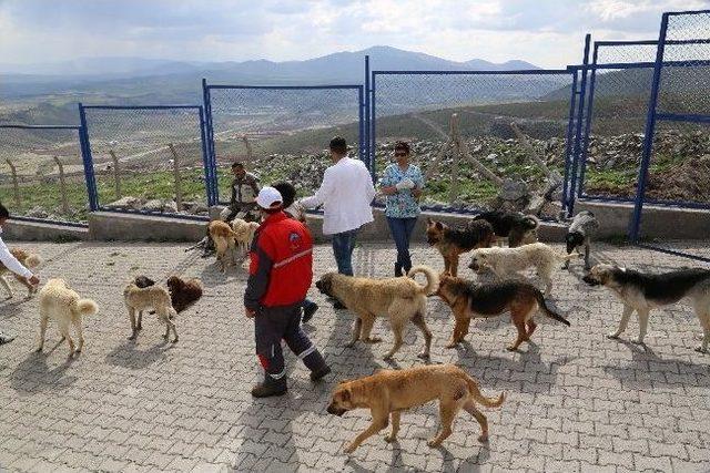 Sokak K&ouml;peklerinin Hayat Şartlarını B&uuml;y&uuml;kşehir İyileştirdi 1