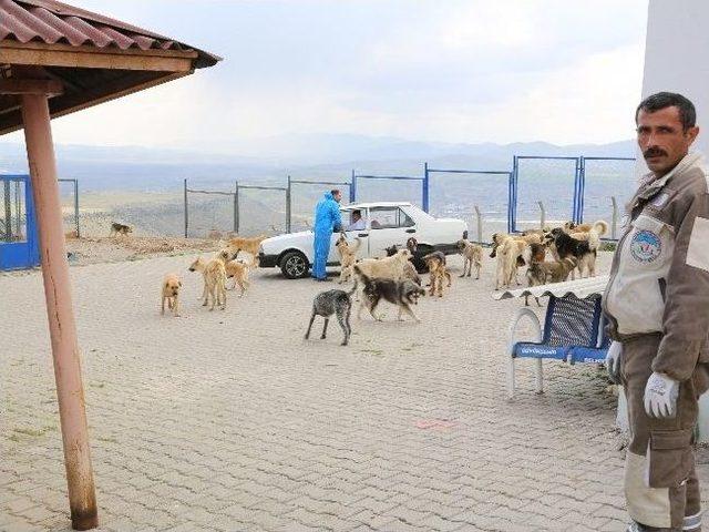 Sokak K&ouml;peklerinin Hayat Şartlarını B&uuml;y&uuml;kşehir İyileştirdi 2
