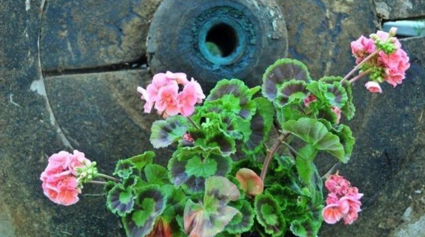 Eskişehir&rsquo;de En G&uuml;zel Bah&ccedil;e, En G&uuml;zel Balkon Yarışması