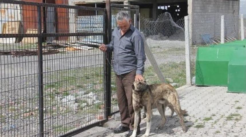 Barınaktaki K&ouml;pekler Sahiplerini Bekliyor