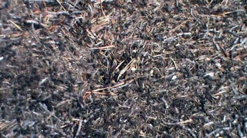 Doktor Karıncalar Şifa Dağıtıyor