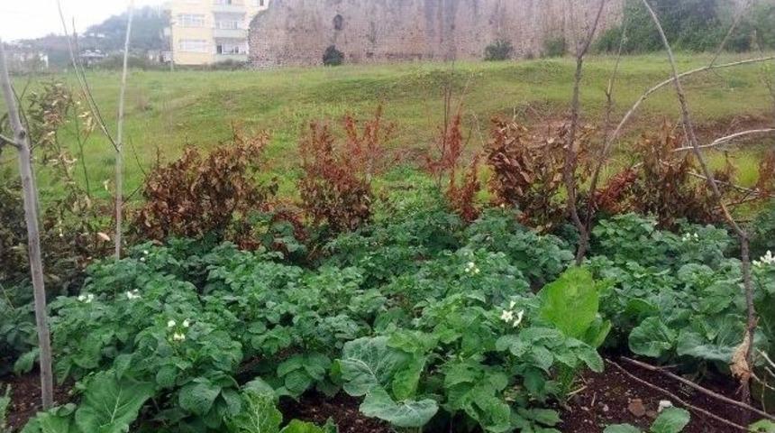 Ak&ccedil;akale Kalesi Bah&ccedil;e Olarak Kullanılıyor