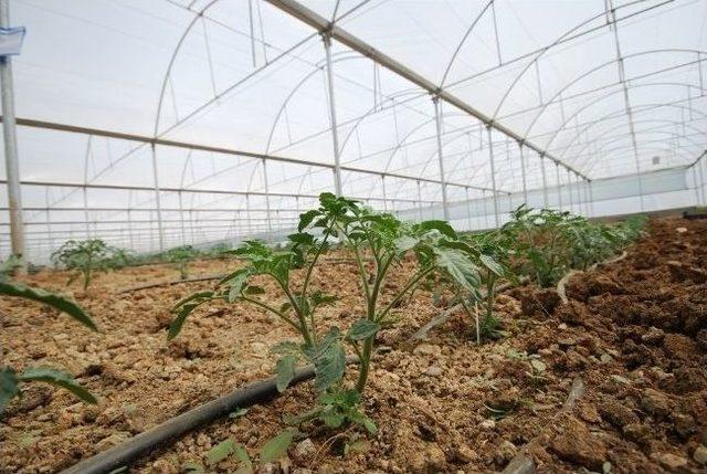 Başkan Acehan, Sebze Seralarını İnceledi 1