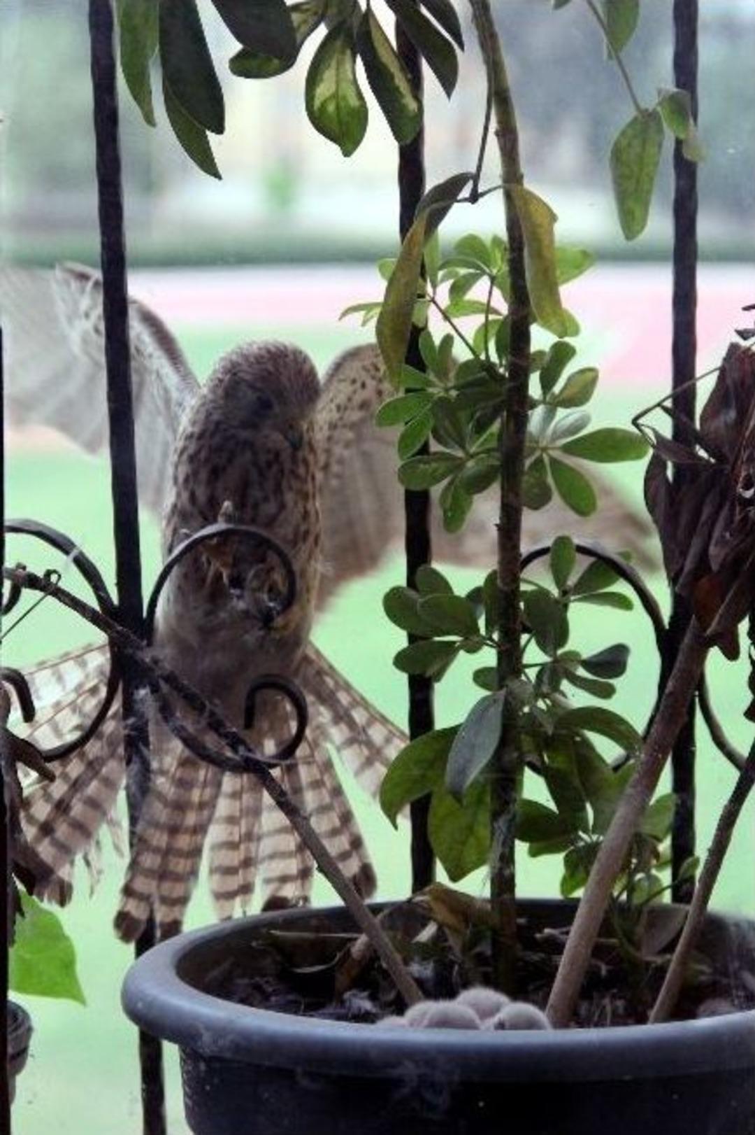 (&ouml;zel Haber) Atmaca Saksıyı Yuva Yaptı