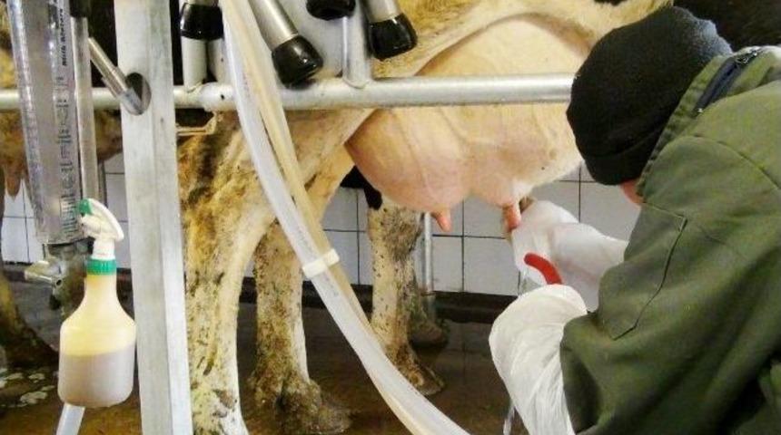 (&ouml;zel Haber) Aksaray&rsquo;da G&uuml;nl&uuml;k 589 Ton S&uuml;t &Uuml;retiliyor