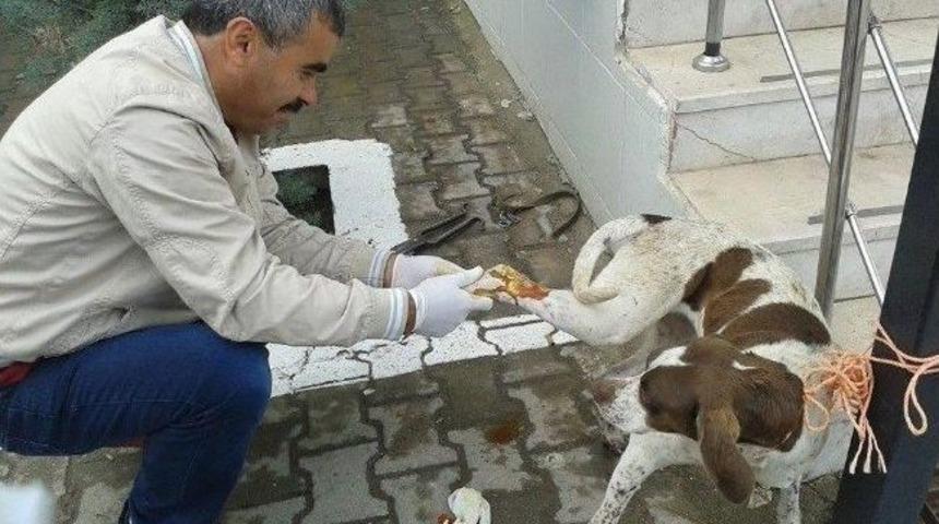 Yaralı K&ouml;peği Hastane Personeli Tedavi Etti