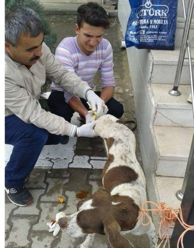 Yaralı Köpeği Hastane Personeli Tedavi Etti