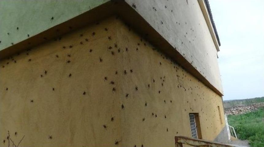 Kulp'ta &Ccedil;ekirge İstilası