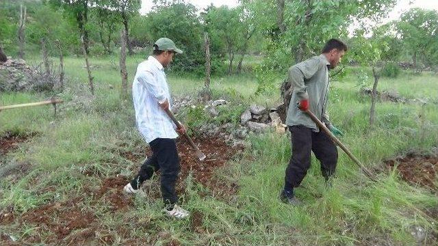 Kulp'ta Çekirge İstilası