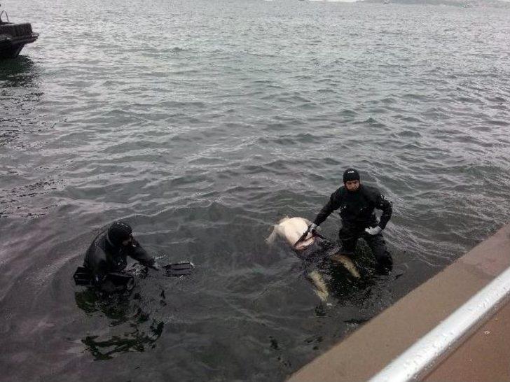 (özel Haber) Beşiktaş'ta Denizden Erkek Cesedi Çıkarıldı G5