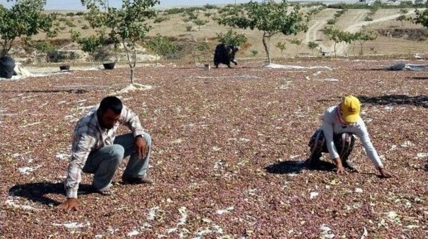 Gtb Başkanı Ahmet Tiryakioğlu Fıstık İçin Uyardı!