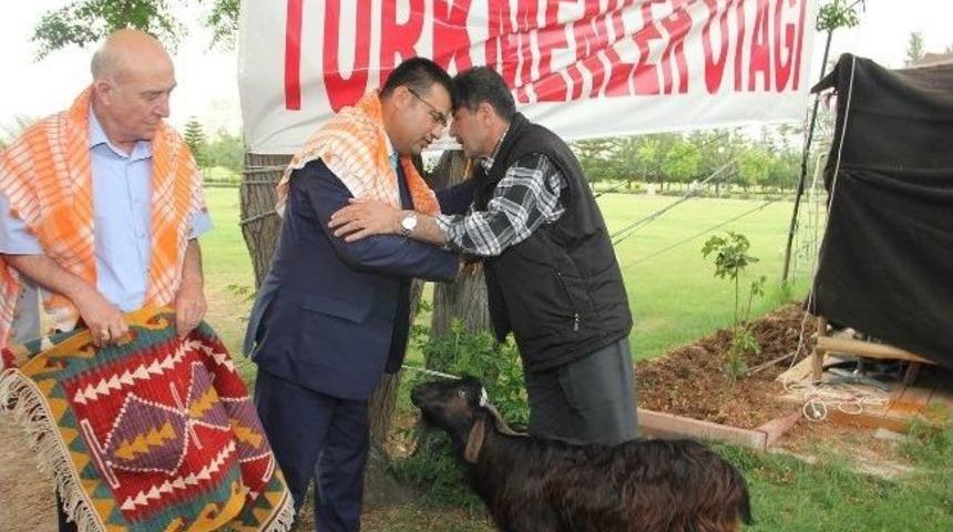 Y&ouml;r&uuml;k T&uuml;rkmenler'den Basına "davar" &Ouml;d&uuml;l&uuml;