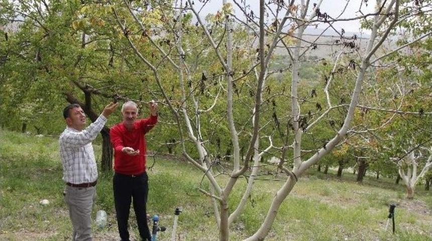 Milletvekili Veli Ağbaba, Bah&ccedil;elerde İnceleme Yaptı