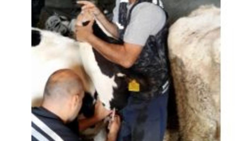 Şap Aşısının Koruyuculuğu &Ouml;l&ccedil;&uuml;l&uuml;yor