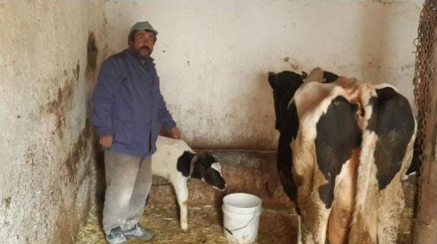 (&ouml;zel Haber) &Ccedil;ift Cinsiyetli Buzağı G&ouml;renleri Şaşırtıyor