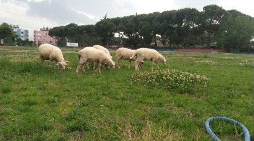 &Ouml;demiş Belediyespor Tesislerinde Koyunlar Otluyor!