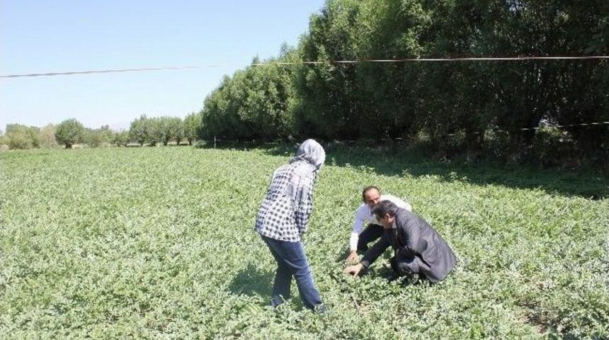 2014 Yılı Tarım Desteklemeleri Belli Oldu
