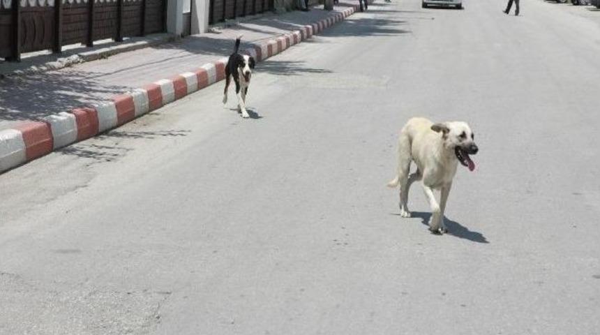 Mudurnu&rsquo;daki Sokak K&ouml;pekleri Bolu&rsquo;ya G&ouml;nderiliyor