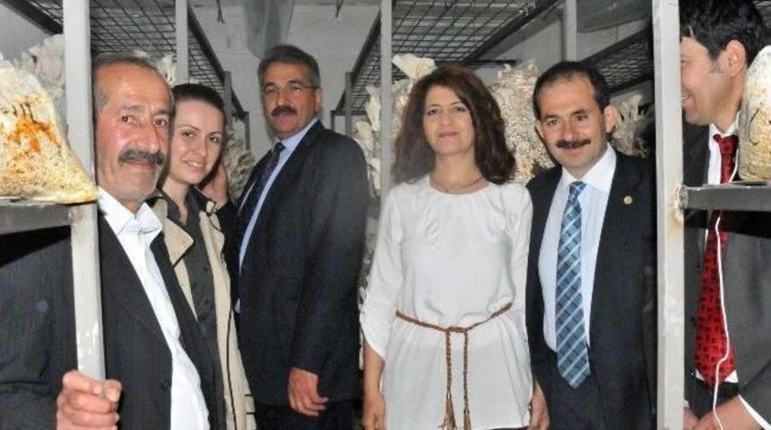 Kulacık Mantarı Ekmek Kapısı Oldu