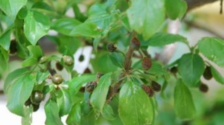 Tokat'ta Meyveciliği Zirai Don Vurdu