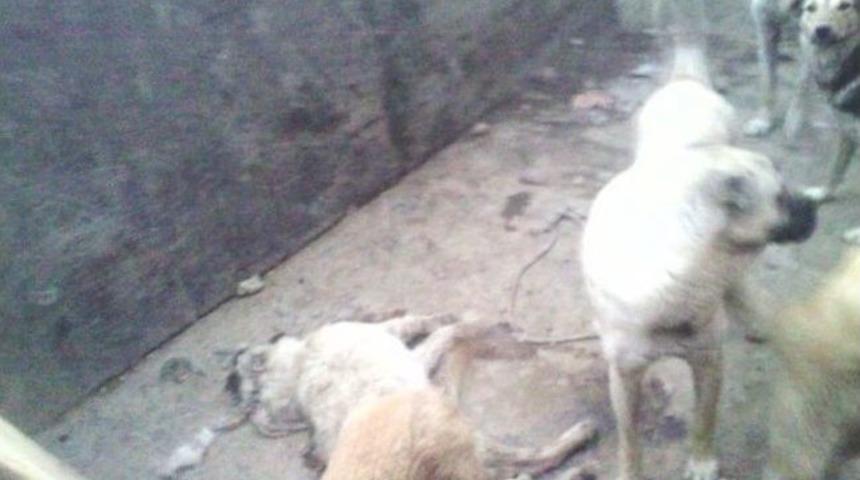 Hekimhan'da K&ouml;peklerin &Ouml;l&uuml;me Terk Edildiği İddiası