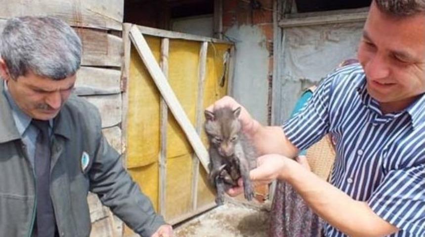 Yavru Tilki Darıca Hayvanat Bah&ccedil;esine Teslim Edildi