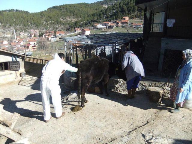 Akseki'de Suni Tohumlama Çalışması