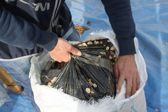 Kuruyemiş Kabuklarıyla Dolu &Ccedil;uvallardan Ka&ccedil;ak Sigara &Ccedil;ıktı 1