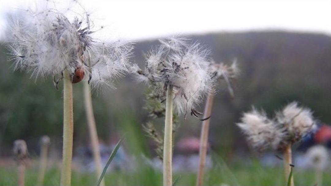 Uzmanlar Yaz Polenlerine Karşı Uyarıyor