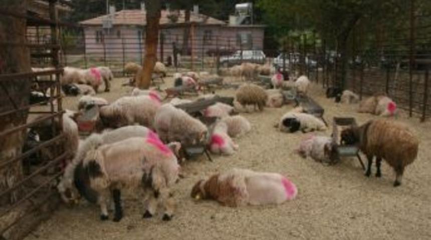 65 Adet K&uuml;&ccedil;&uuml;kbaş Hayvan Ele Ge&ccedil;irildi