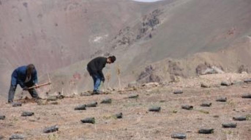 Konaklı Kayak Merkezi Ağa&ccedil;landırılıyor