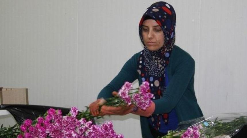 Silaha Karşılık &Ccedil;i&ccedil;ek