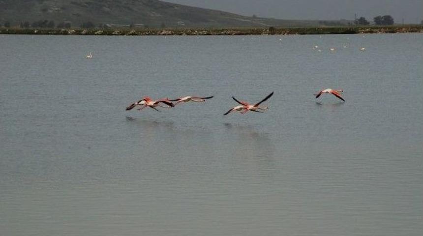 Yabancılar Kuş Cennetini Temizleyecek